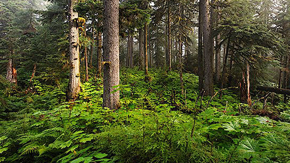 H2 logging tongass national forest alaska