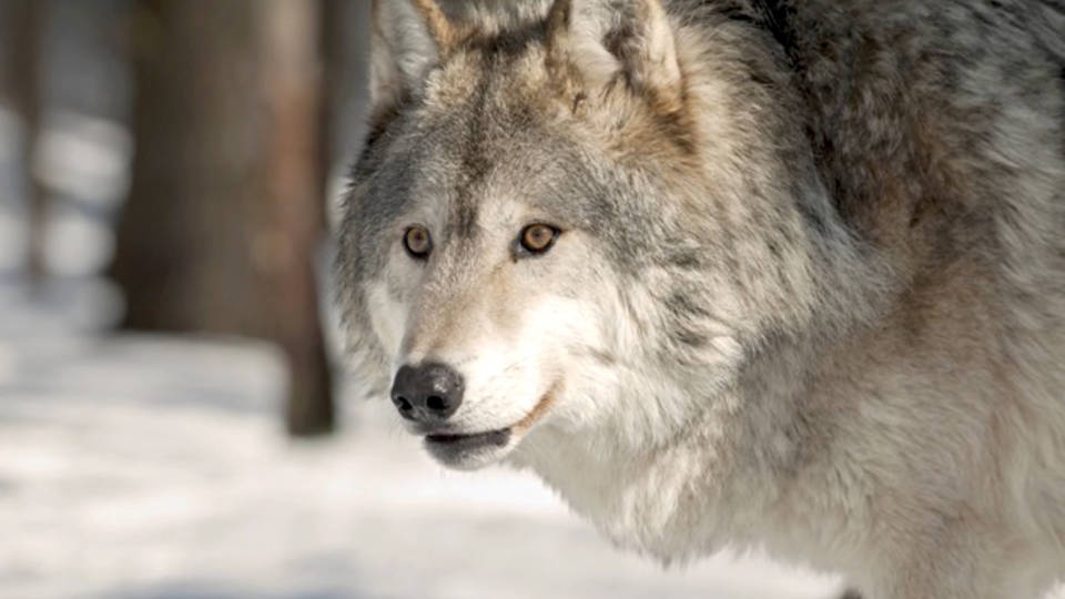 H11 gray wolves