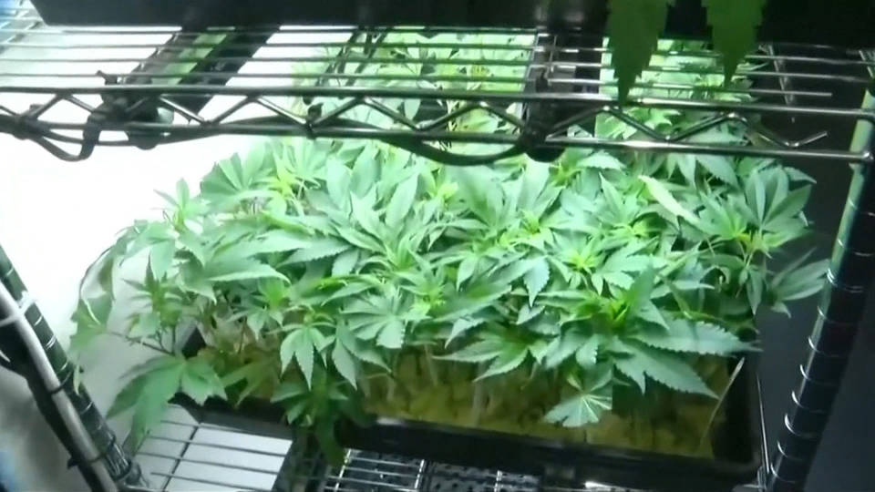 H14 marijuana