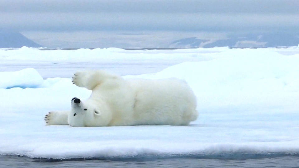 H2 species extinction risk un report