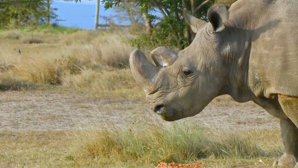 H10 white rhino obit