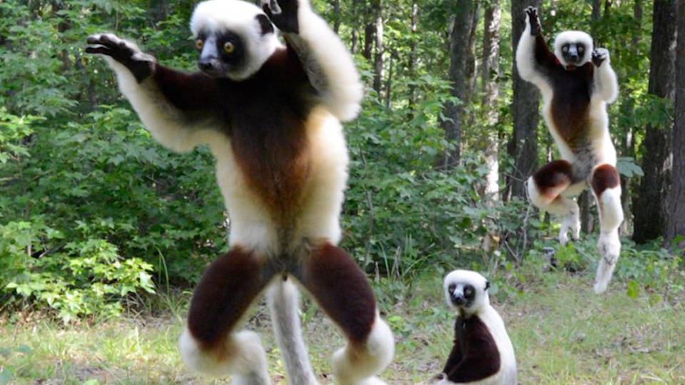 H8 lemur extinction threat