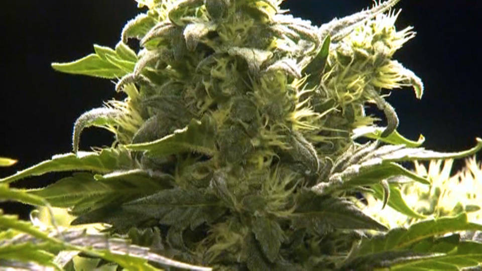 H12 canada legalizes marijuana