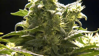 H12 canada legalizes marijuana