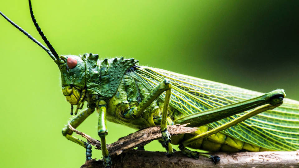 Report 40 of Insects May Go Extinct in Near Future Democracy Now!