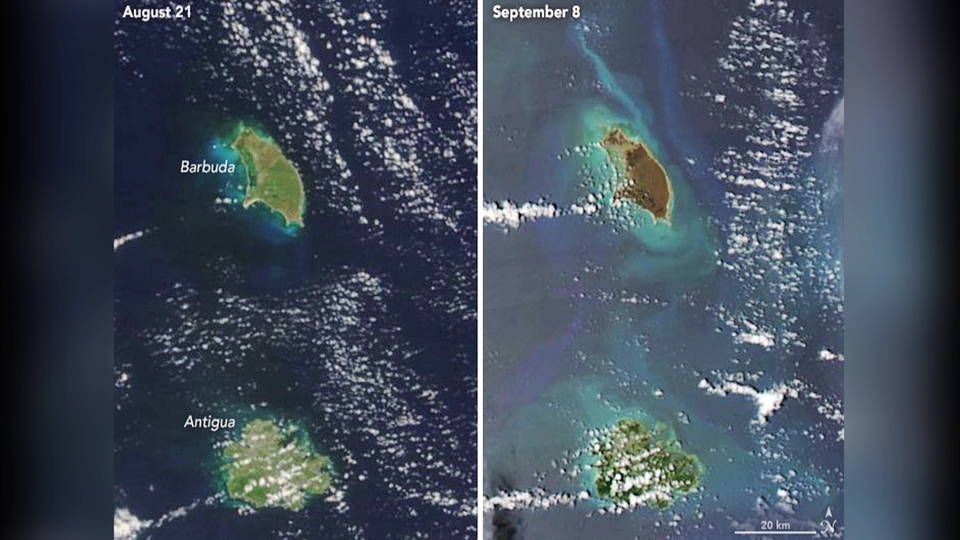 H11 barbuda
