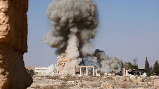 H11 palmyra