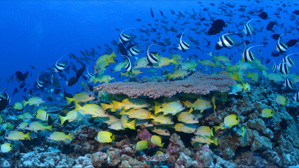 H08 oceans