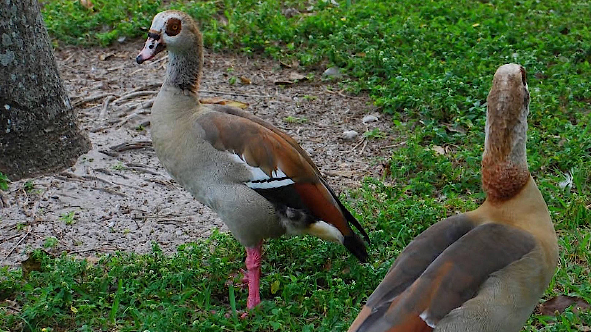 Judge Tosses Trump-Era Changes to Endangered Species Act