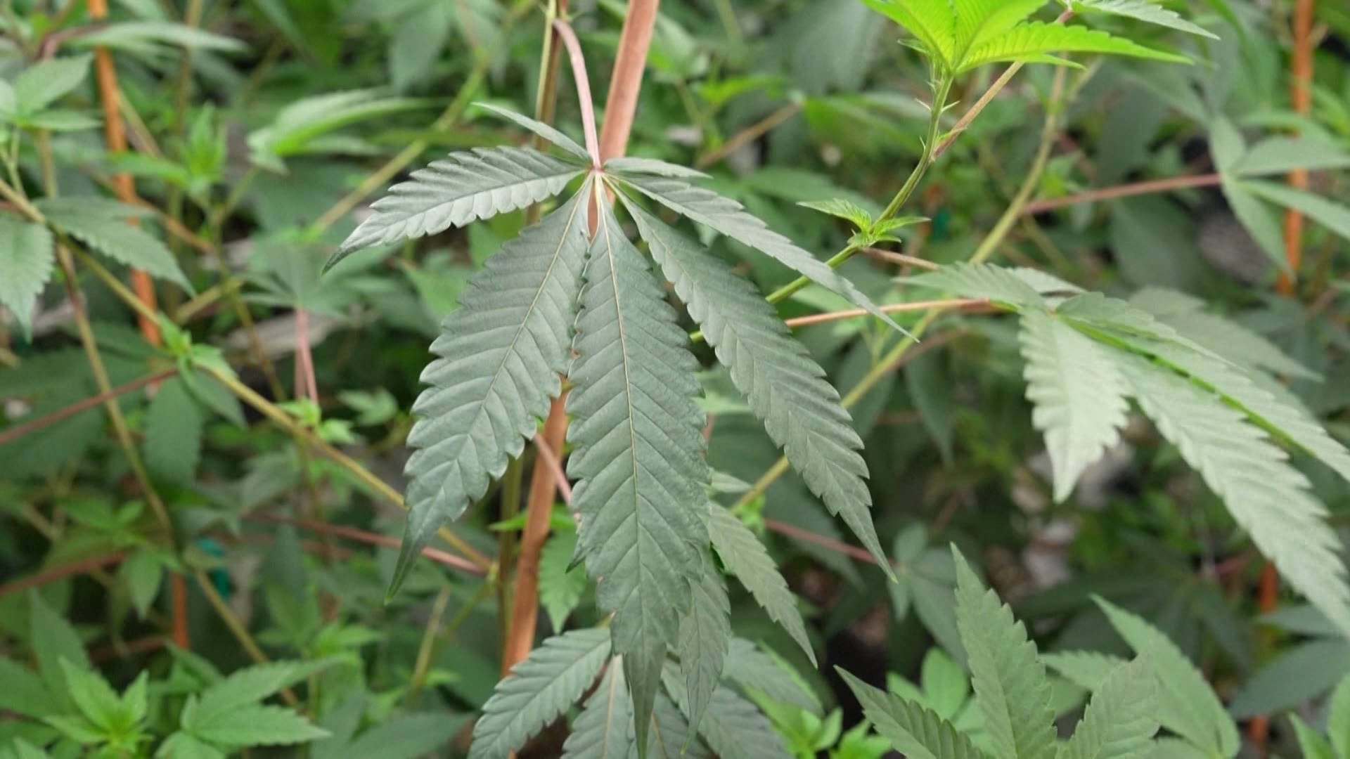 White House Formally Reclassifies Cannabis as a Less Dangerous Substance