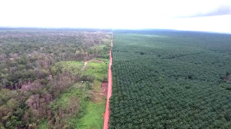 1/3 of World’s Trees are Facing Destruction Now! | Teachers ...