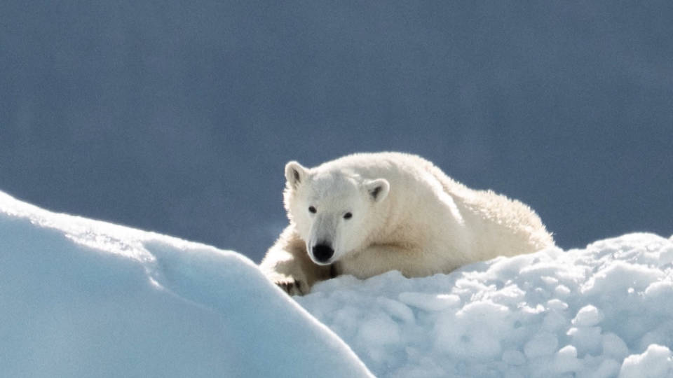 H2 endangered species act threatened protections climate change mining drilling trump extinction plan
