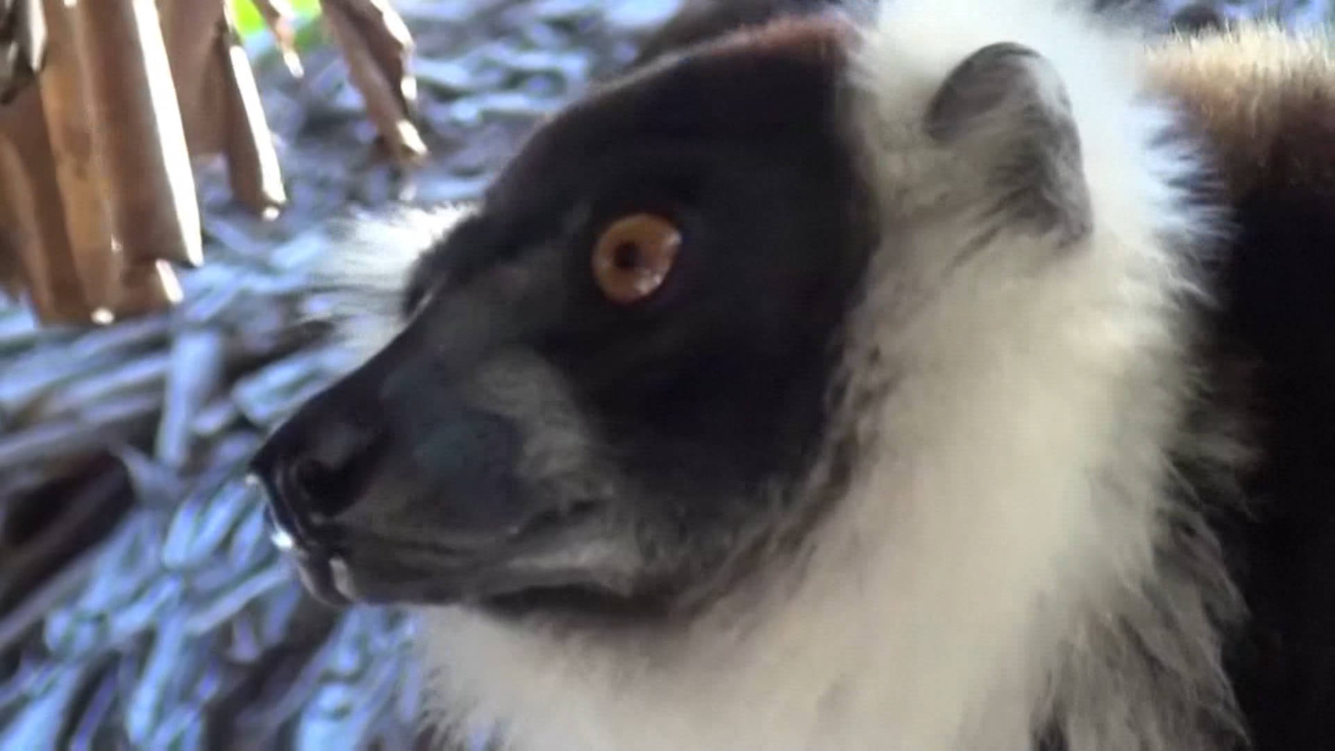 El Gobierno de Trump propone nuevas normas para debilitar significativamente las protecciones establecidas en la Ley de Especies en Peligro de Extinción – Democracy Now!