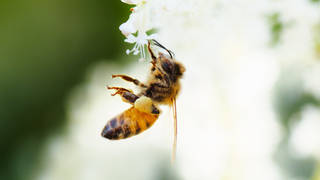SEG3-Pollinators-4.jpg
