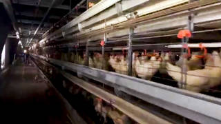 S3_Animal-rights-direct-actions.jpg