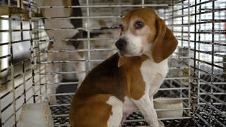 S3_Animal-rights-direct-actions3.jpg