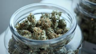 SEG3-Marijuana-2.jpg
