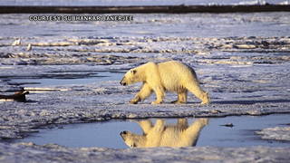 s2 arctic national wildlife refuge