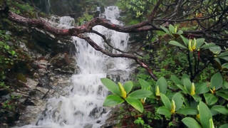 seg1-biodiversity.jpg