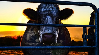 Cowspiracy cow
