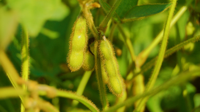 Soybean