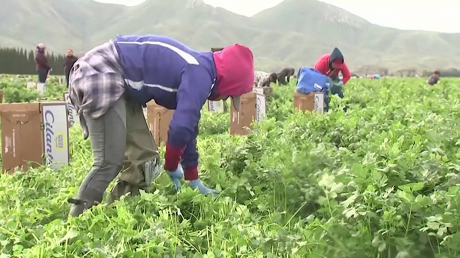Latinx Farmworkers Risk Their Lives During Pandemic. Many Now Struggle to Access Vaccines - Vimarsana News