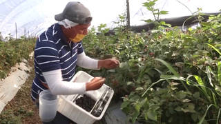 SEG1-Farmworkers-6.jpg