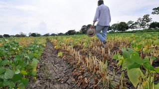 Driedcrops2