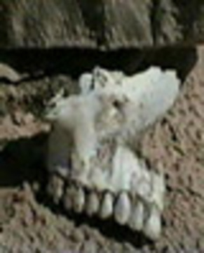 Afghan Massacre: The Convoy of Death - Wikipedia