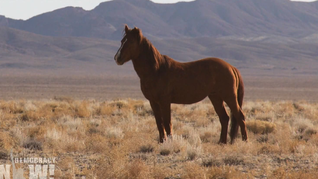 Wild horses