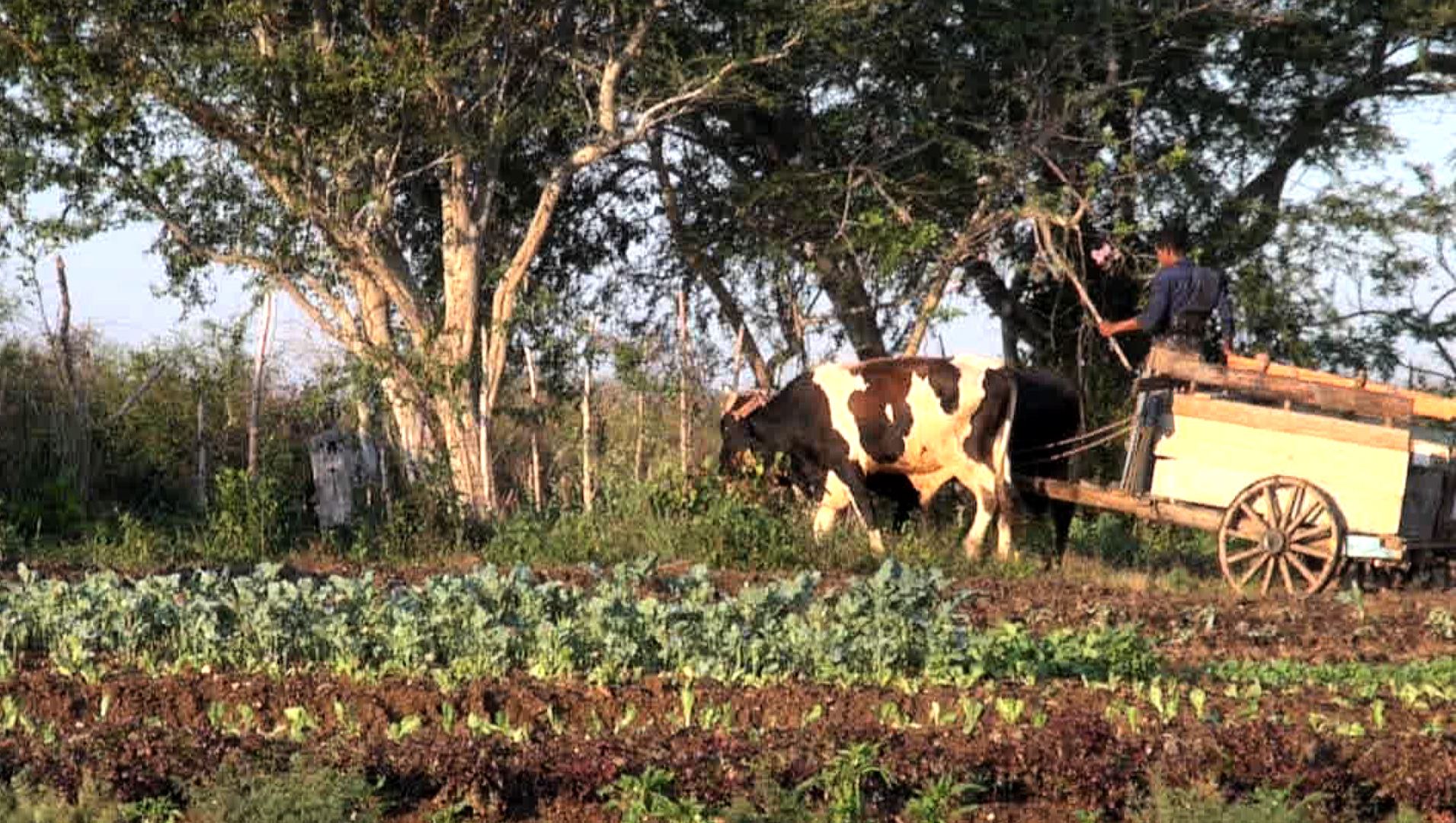 thesis on organic farming in india Organic farming is a method of crop and livestock production that involves much more than choosing not to use pesticides, fertilizers, genetically modified organisms, antibiotics, and growth hormones. thesis on organic farming in india Organic farming is a method of crop and livestock production that involves much more than choosing not to use pesticides, fertilizers, genetically modified organisms, antibiotics, and growth hormones.