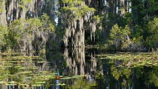 Seg2 wetlands