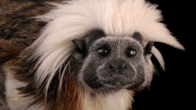 Extinctanimals02
