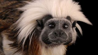 Extinctanimals02