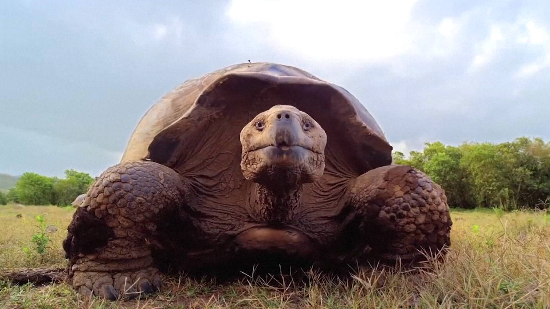 Черепаха за первую минуту проползла 4.7 м. Гигантская черепаха (Testudo gigantea). Черепаха ползет. Черепаха бежит. Голова черепахи.